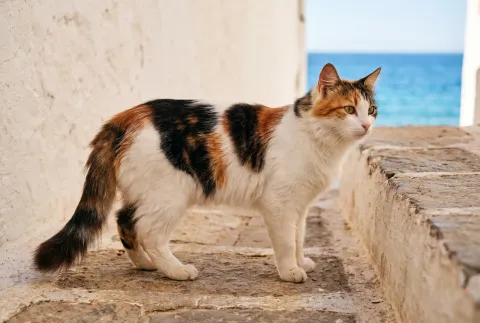 Aegean