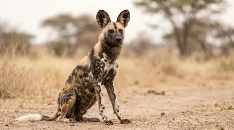 African Hunting Dog