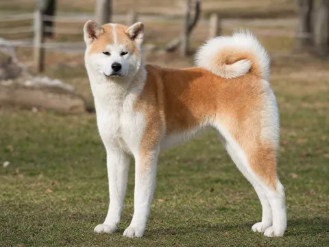 Akita
