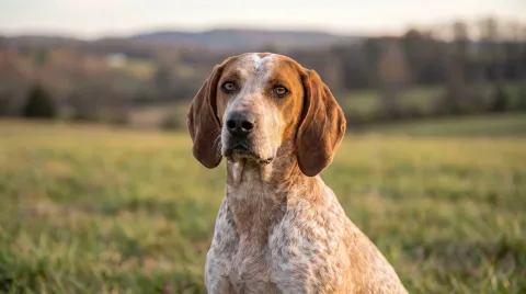 American English Coonhound
