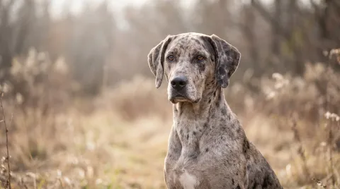 American Leopard Hound