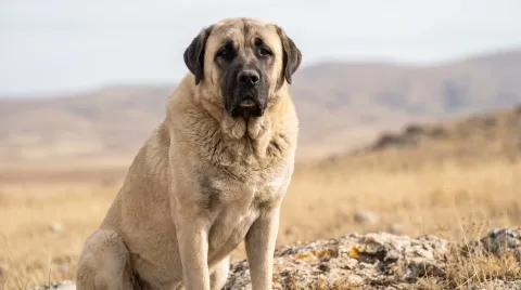 Anatolian Shepherd Dog
