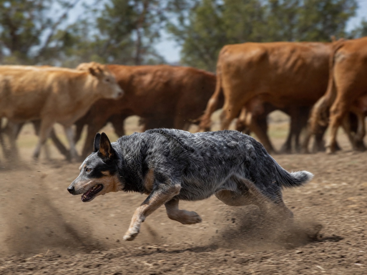 Un Australian Cattle Dog courant bas et vite à côté de bovins, soulevant la poussière dans un enclos sec