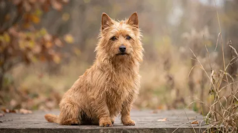 Australian Terrier