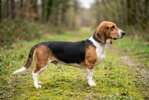 Basset Artésien Normand