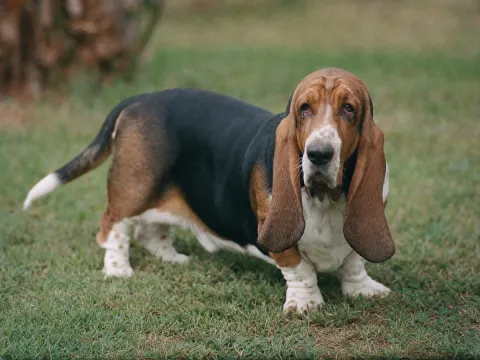 Basset Hound