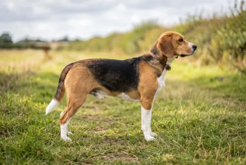 Beagle-Harrier