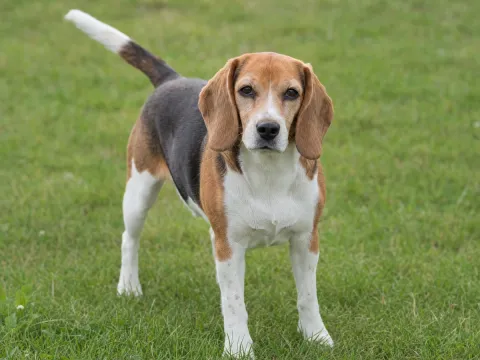 Beagle