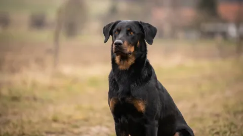 Beauceron