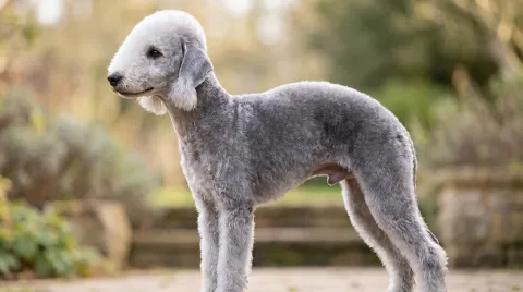 Bedlington Terrier