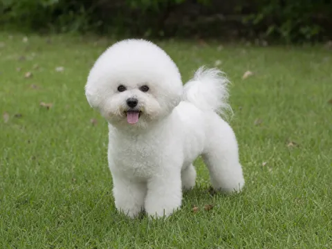 Bichon Frise