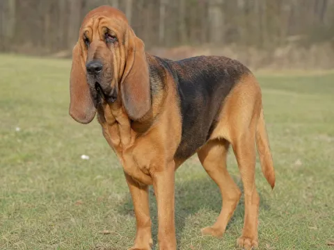 Bloodhound