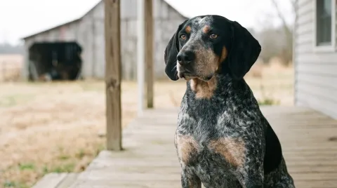Bluetick Coonhound