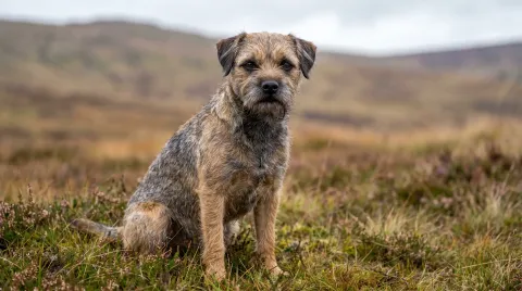 Border Terrier