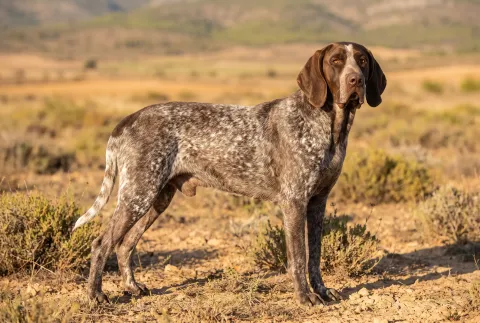 Burgos Pointer