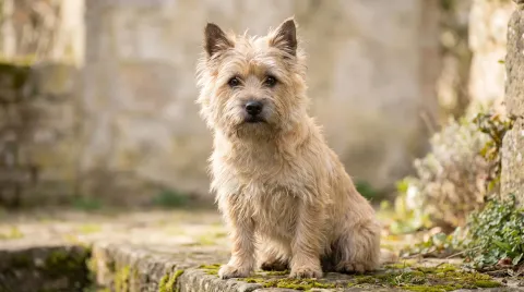 Cairn Terrier