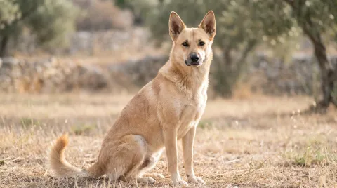 Canaan Dog