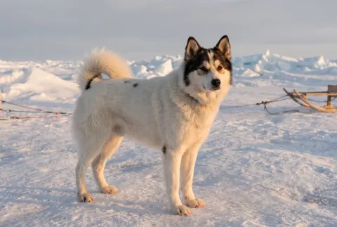 Canadian Eskimo Dog
