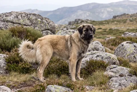 Cão da Serra da Estrela