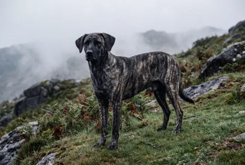 Cão de Castro Laboreiro
