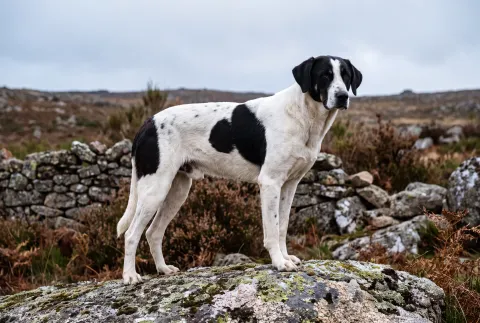 Cão de Gado Transmontano