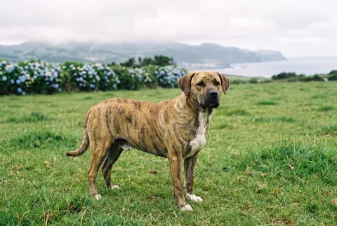 Cão Fila de São Miguel