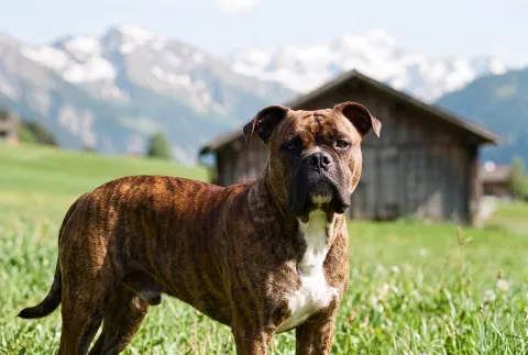 Continental Bulldog