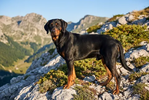 Crnogorski Planinski Gonič