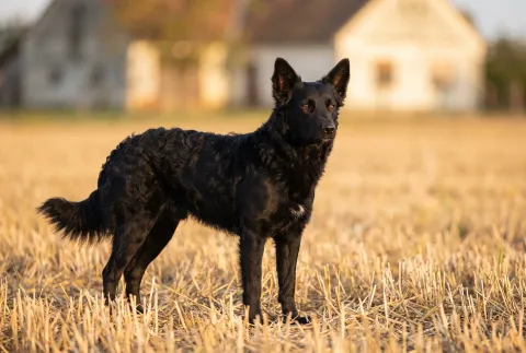 Croatian Sheepdog
