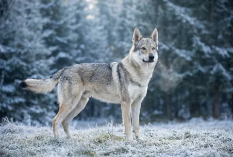 Czechoslovakian Wolfdog