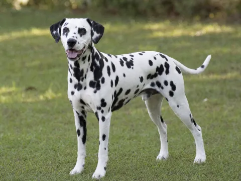 A Dalmatian standing in profile in soft daylight, its spotted coat clearly patterned