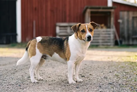 Dansk-Svensk Gårdshund