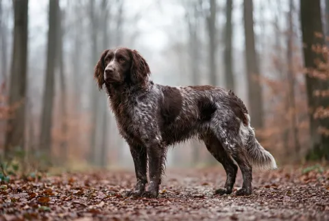 Deutscher Wachtelhund