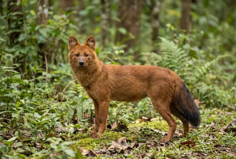 Dhole