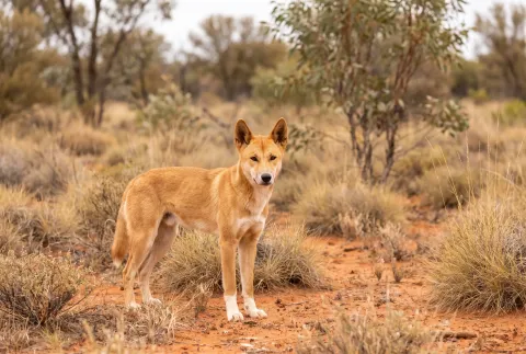 Dingo