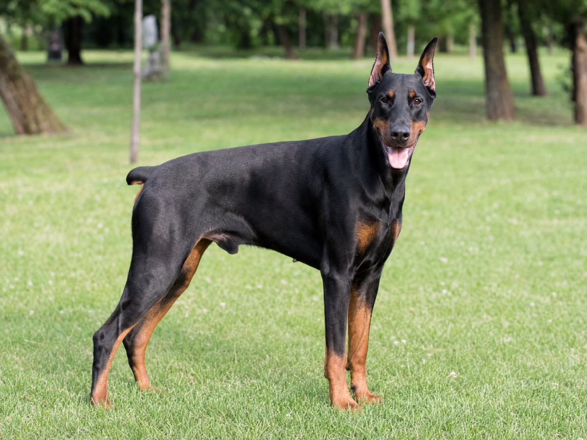 Dobermann