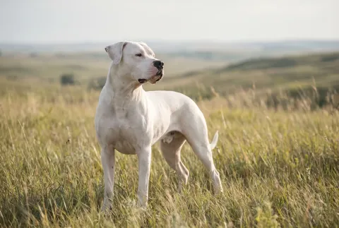 Dogo Argentino