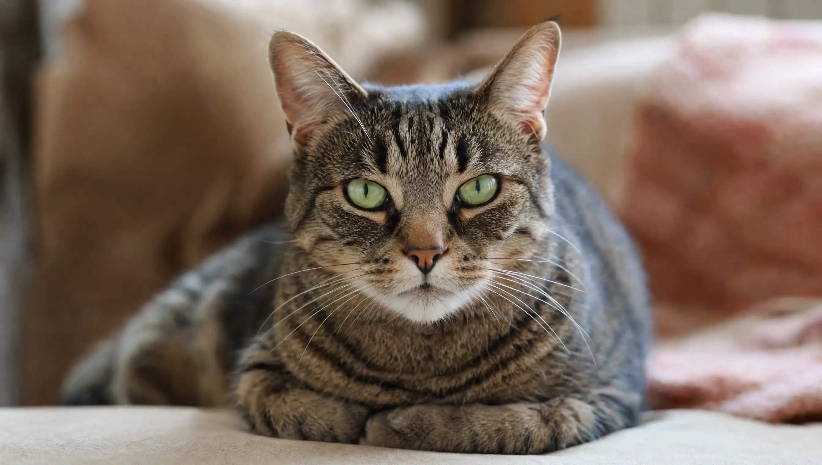 Domestic Shorthair