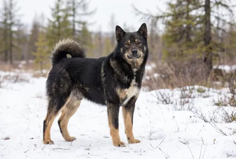 East Siberian Laika