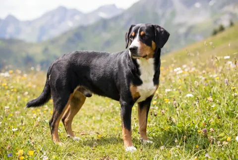 Entlebucher Mountain Dog