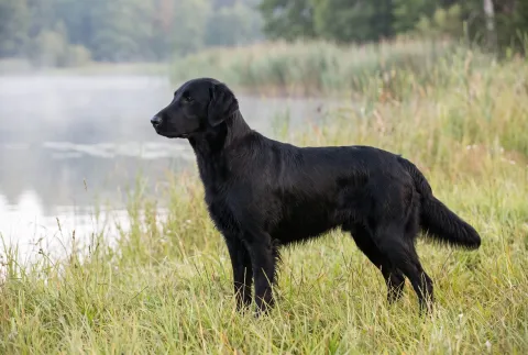 Flat-Coated Retriever