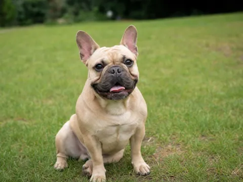A French Bulldog with a short muzzle and large bat ears sitting and looking at the camera