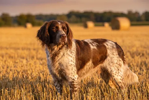 French Spaniel