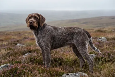 German Roughhaired Pointer