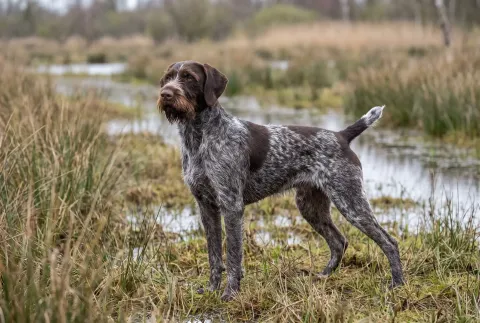 German Wirehaired Pointer