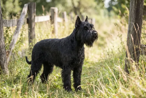 A Giant Schnauzer standing alert on grass, showing the wiry beard and eyebrows that make people mistake the breed for a terrier