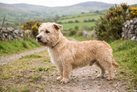 Glen of Imaal Terrier