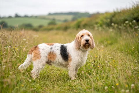 Grand Basset Griffon Vendeen