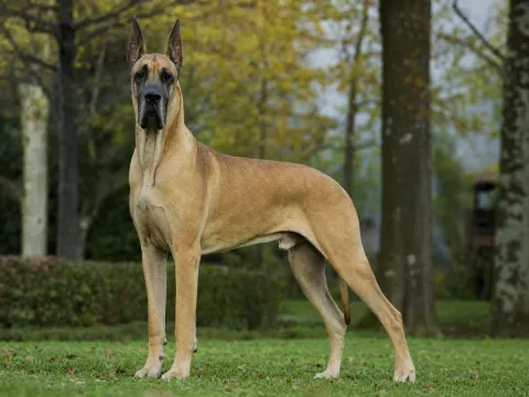 A tall Great Dane standing beside a person, showing its full height in soft daylight