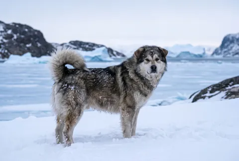Greenland Dog